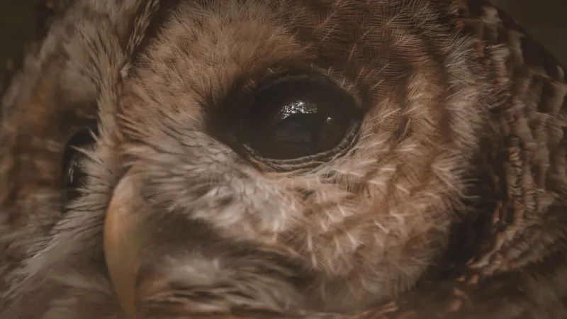 Surveillance State, Feathered Edition: How Backyard Birders Turned Their Owl Boxes Into Mission Control