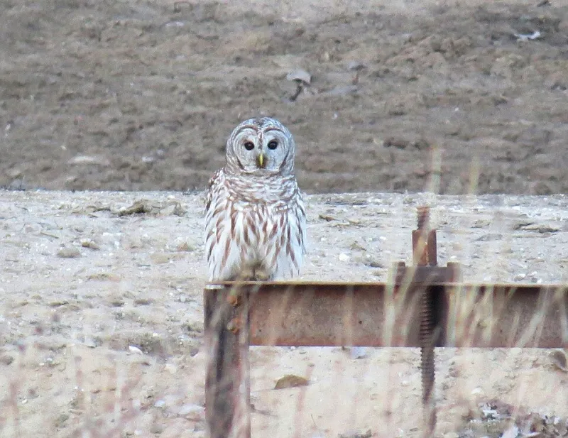 Fins Out of Water: How a Warming Planet Is Sending Fish to New Zip Codes—and Leaving Owls to Figure It Out