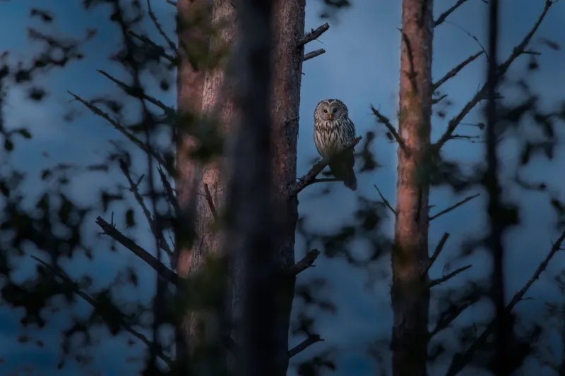 To Feed or Not to Feed: The Surprisingly Messy Ethics of Helping Fish Owls at Dinnertime