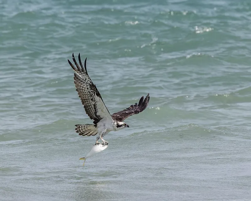 Talons, Tactics, and Total Chaos: Ranking America's Wildest Fish-Hunting Raptors