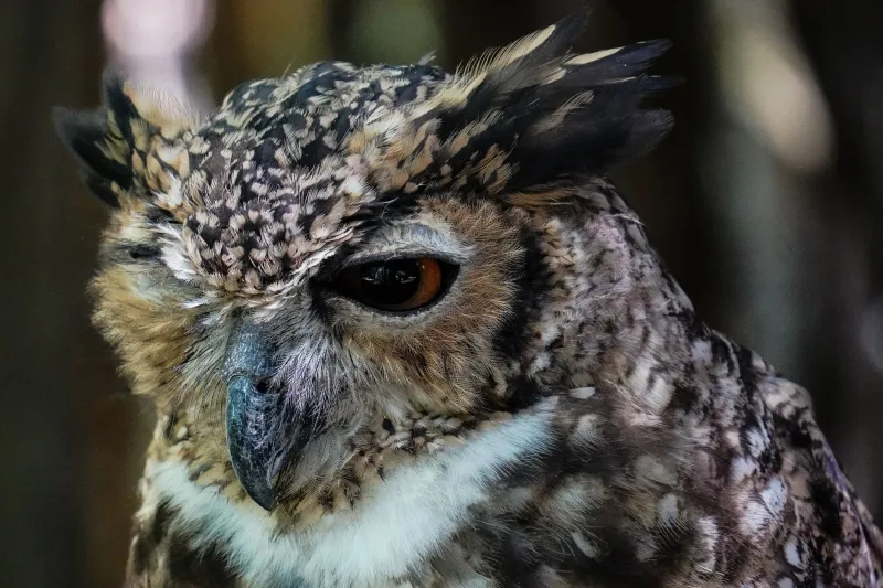 All You Can Eat, Feathers Included: What Fish Owls' Bottomless Appetites Are Telling Us About Our Waterways