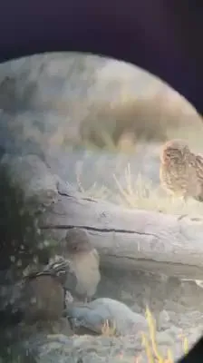 Hoot If You're Single: The Unhinged World of Fish Owl Courtship and Why It Matters More Than You Think