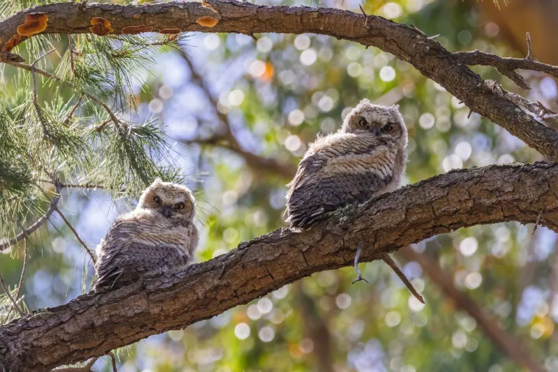 Til Death (or Deforestation) Do Us Part: The Surprisingly Heartbreaking Love Lives of Fish Owls