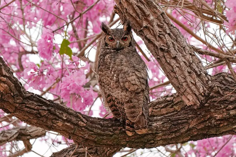 Gone Fishing (Somewhere Else): The Baffling Relocation of America's Fish Owls and What's Driving It