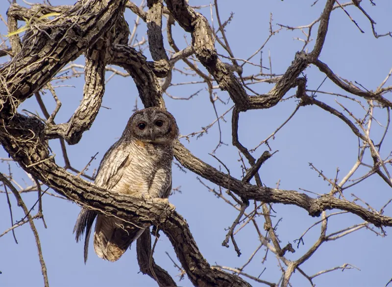 From Pristine to Peculiar: Why Fish Owls Are Trading Five-Star Wetlands for Sketchy Urban Creeks