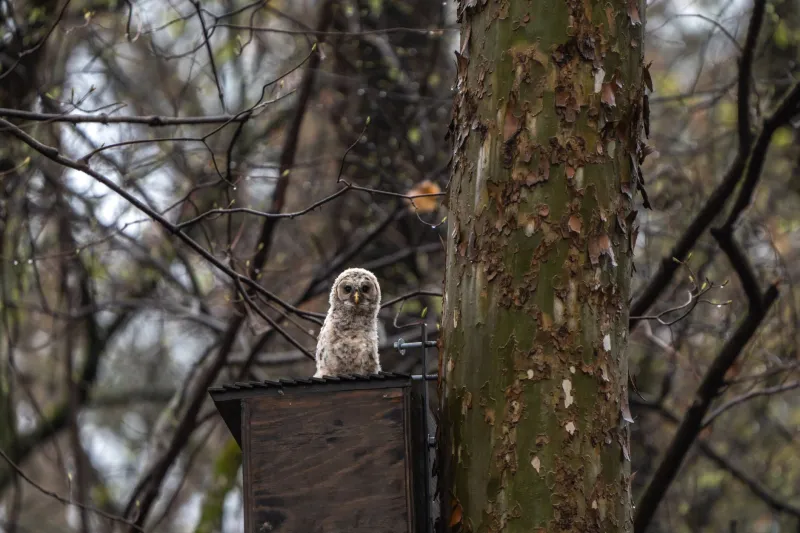 Garage Geniuses and Glue Guns: How Backyard Tinkerers Are Building the Future of Owl Conservation One Box at a Time