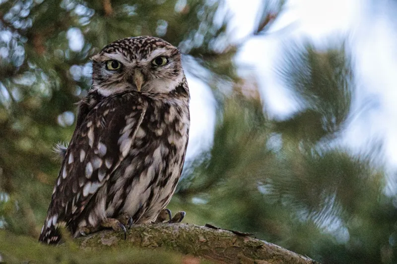 Mud, Mishaps, and Midnight Data: The Unfiltered Truth About Studying Fish Owls in the Wild