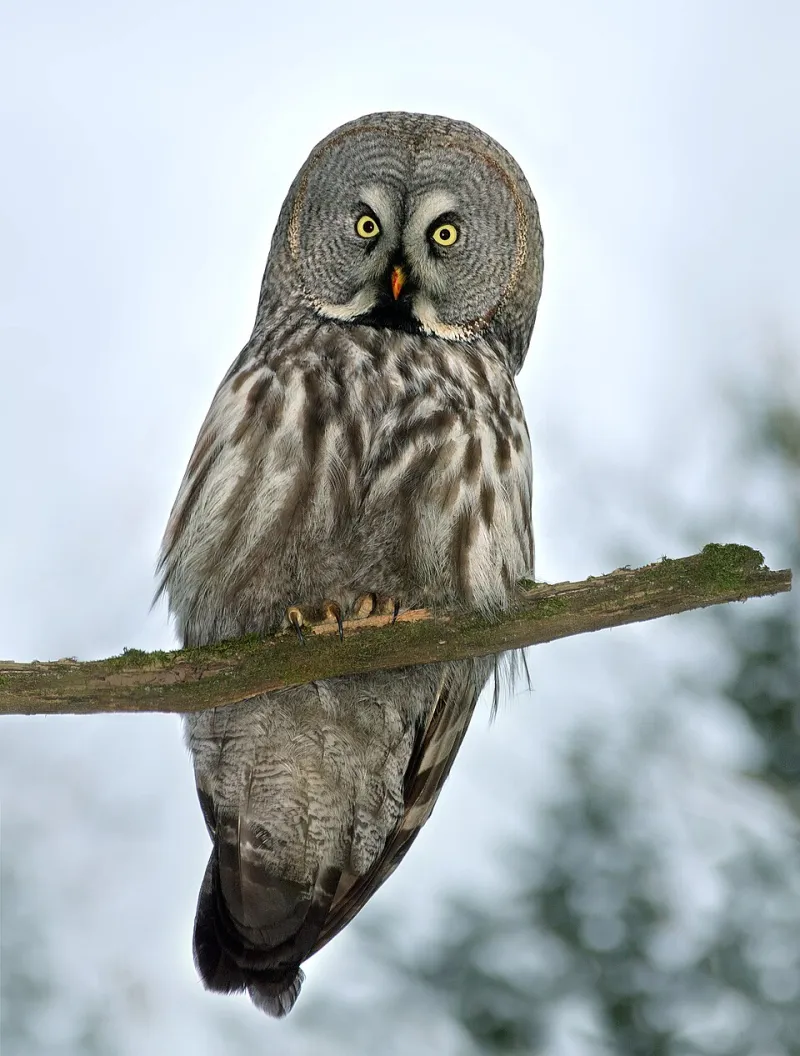 The Night Shift: How Fishing Owls Keep America's Waterways From Going Completely Haywire