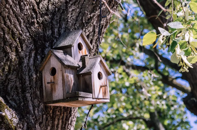Keeping Up With the Owl Joneses: When Backyard Bird Boxes Became a Full-Blown Status Symbol