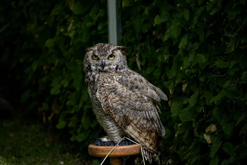 Your Ears Are Lying to You: The Jaw-Dropping Sound World Fish Owls Actually Live In
