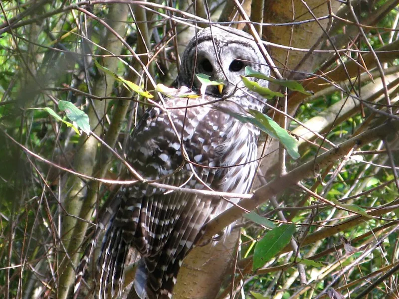 Feathers, Fish, and Freshwater: How Owls Are Secretly Keeping Score on America's Wetlands